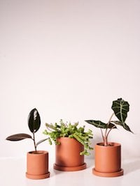 anther-moss-brick-plant-pots