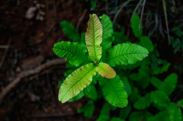 carbon-offsetting-reforestation