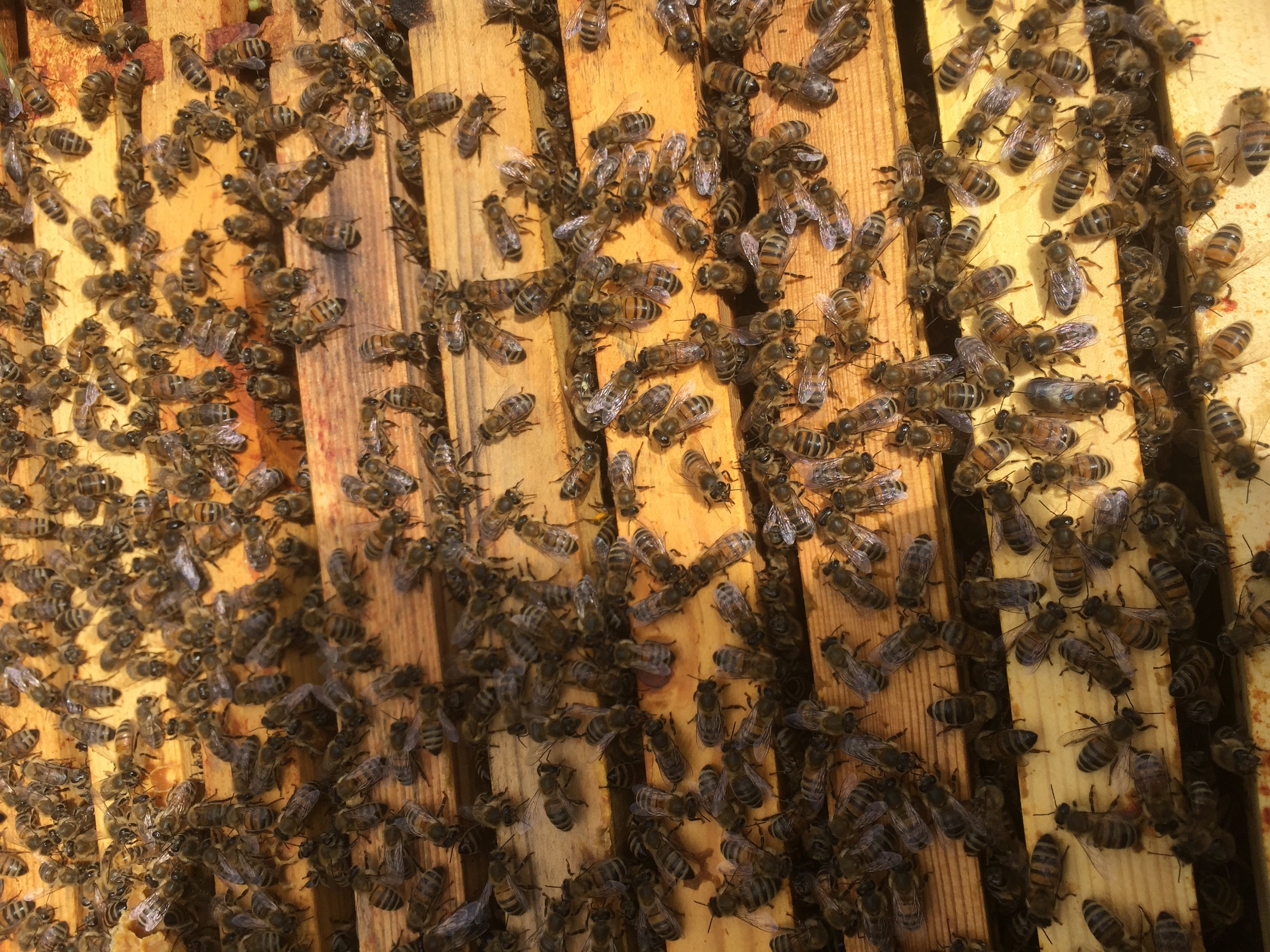 World Bee Day: 3 Independent Brands Creating a Buzz | CREOATE Blog